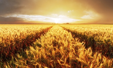 Gold Wheat  at sunset, rural countryside - obrazy, fototapety, plakaty