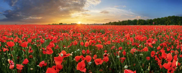 Wall murals Poppy Landscape with nice sunset over poppy field - panorama