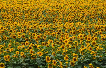 Summer landscape with sunflowers in the field