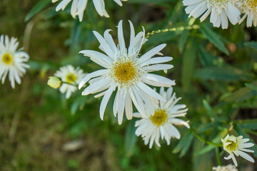 Obraz premium white flower blooming in garden, close up view