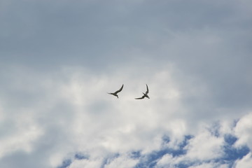 Two seagulls in the sky against the sky and clouds
