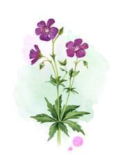 Watercolor illustration of wild flowers