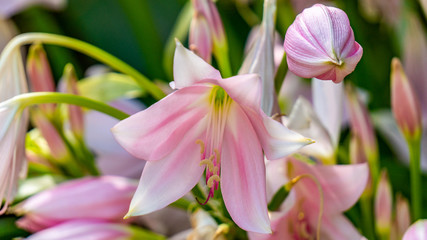 Pink bloom in cordoba spain