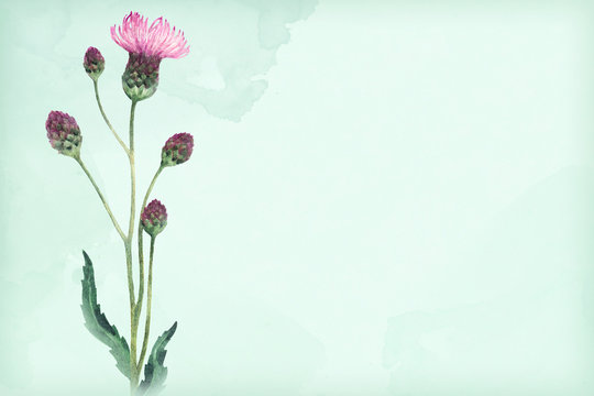 Watercolor illustration of a thistle flower
