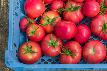 Fresh harvest of organic tomatoes in a box. New crop of tasty vegetables just picked in a plastic container