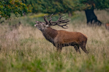 Red Deer Stags (Cervus elaphus)