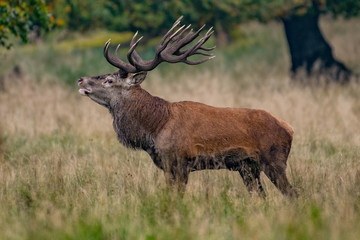 Red Deer Stags (Cervus elaphus)