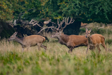 Red Deer Stags (Cervus elaphus)