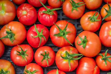 new crop of fresh organic tomatoes. top vire background