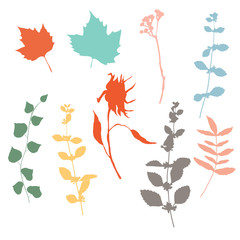 Botanical illustration with herbs, plants, flowers and leaves. Isolated vector silhouettes on white background. Graphic design for background, card, web banner, poster, invitation.