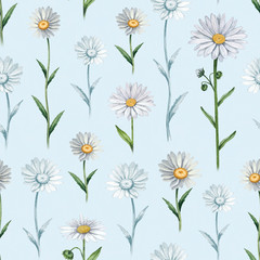 Fototapeta premium Illustrations of camomile flowers. Seamless pattern