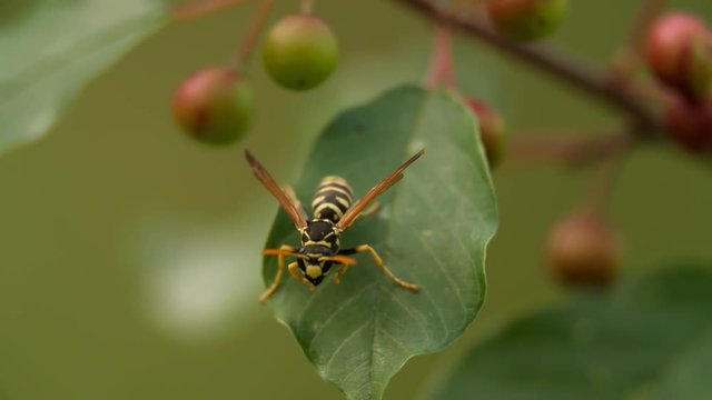Burrowing Wasp Burial sitting on Leaf and flying away on green blurry nature blurred background Macro Close up shot video.