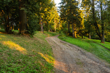 Bright green forest natural walkway in sunny day light. Sunshine forest trees. Sun through vivid green forest.