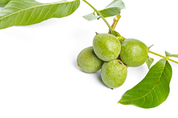 Walnuts fruits green tree branch isolated on a white background