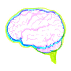 Brightly colored human brain scheme. Anatomical illustration painted in highlighter felt tip pen on clean white background