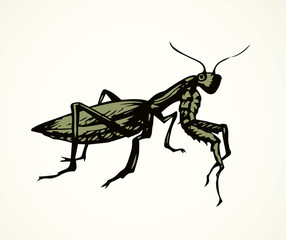 Mantis. Vector drawing