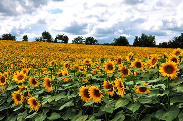 Fototapeta premium Summer landscape with sunflowers in the field