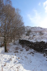 winter landscape with road and trees