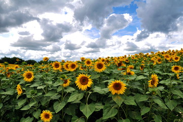 Obraz premium Flowering sunflower in the field