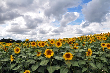 Summer landscape with sunflowers in the field