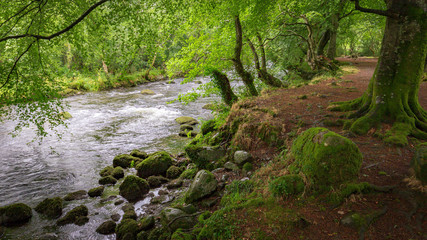 Woods of Wales in Snowdonia