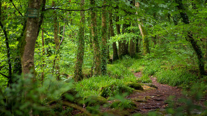 Woods of Wales in Snowdonia