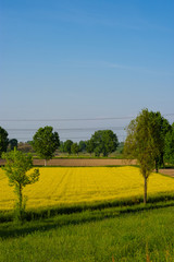 yellow and green nature 2