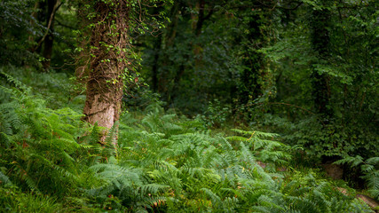 Woods of Wales in Snowdonia