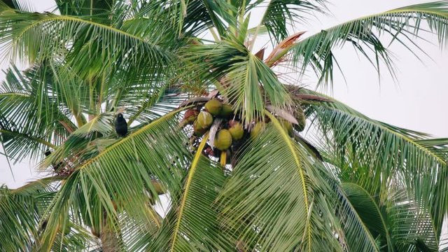 coconut tree , close up