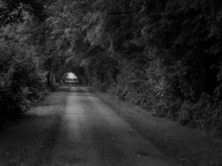 Woods of Wales in Snowdonia