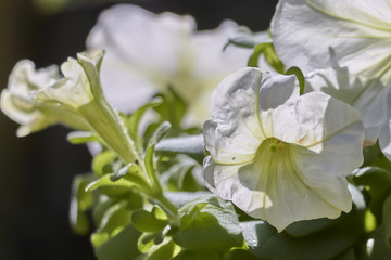 Flores blancas