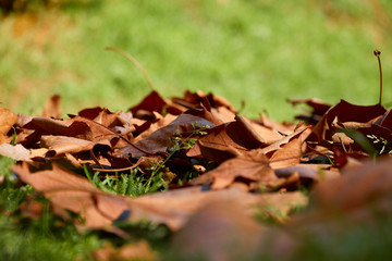 Otoño a pleno sol