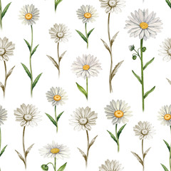 Illustrations of camomile flowers. Seamless pattern