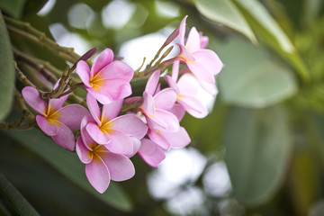 Fototapeta premium pink plumeria on the plumeria tree