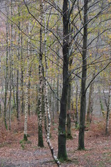 Fototapeta premium forest in autumn