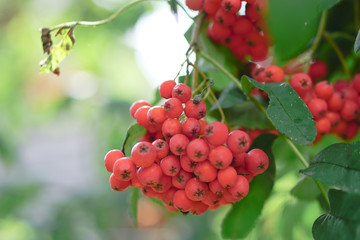 Red berries of mountain ash on the background of wood and leaves. Summer, autumn colorful background. Stock Photo for design.