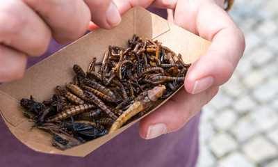 fried insects