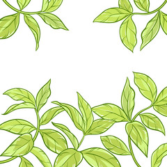 tea leaves vector frame