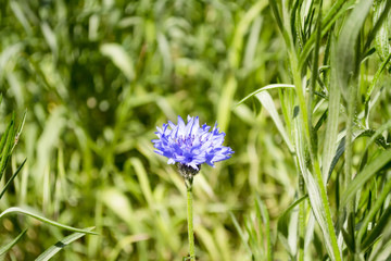 Flower of chicory in summer field