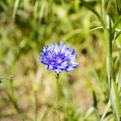 Flower of chicory in summer field