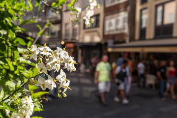 Blüten im Sonnenlicht