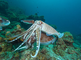 Pharao Cuttlefish mating on a coral reef
