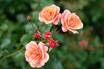 Closeup of beautiful orange roses in garden