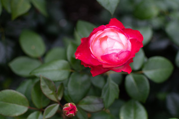 Closeup of beautiful red rose in garden 