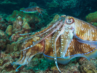 Pharao Cuttlefish mating on a coral reef