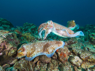 Naklejka na ściany i meble Pharao Cuttlefish mating on a coral reef