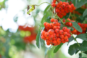 Red berries of mountain ash on the background of wood and leaves. Summer, autumn colorful background. Stock Photo for design.