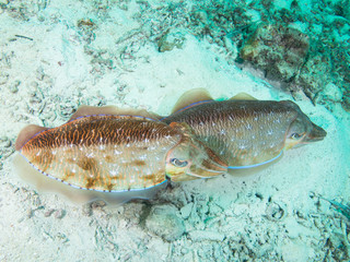 Pharao Cuttlefish mating on a coral reef