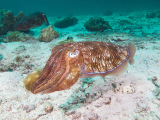 Fototapeta premium Pharao Cuttlefish on the sandy bottom of a coral lagoon