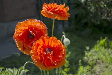 Poppy flowers close-up on a flower bed in a garden
